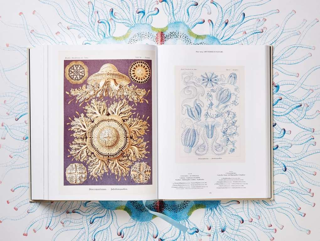 Weitere Ansicht: The Art and Science of Ernst Haeckel | Rainer Willmann, Julia Voss