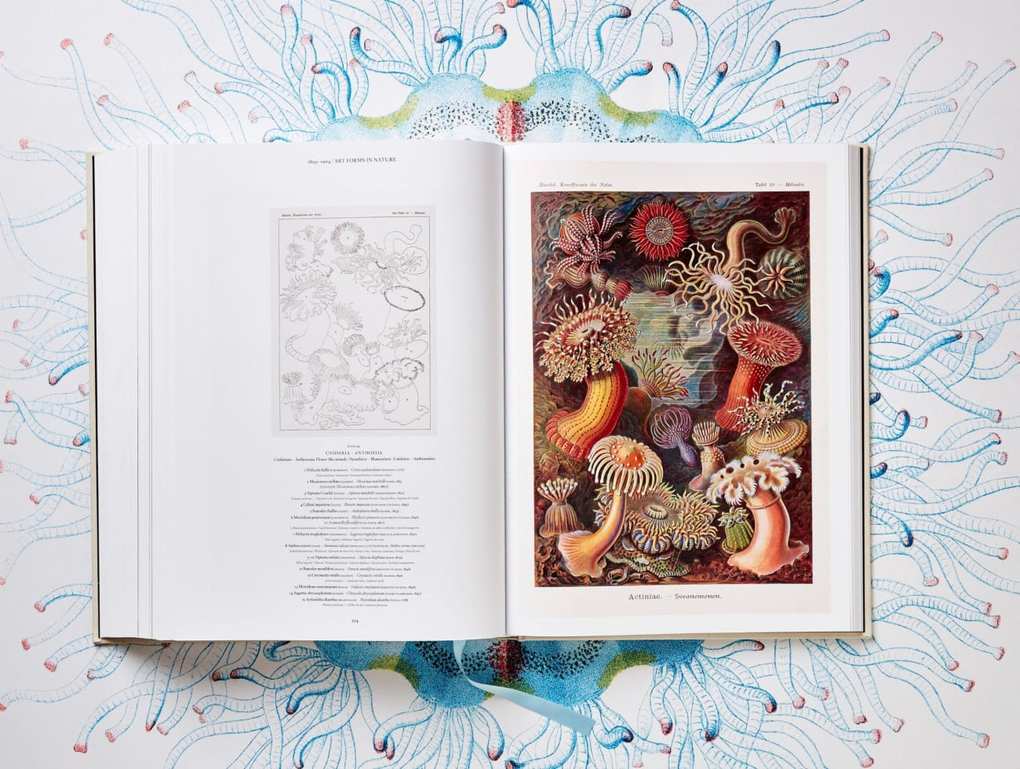 Weitere Ansicht: The Art and Science of Ernst Haeckel | Rainer Willmann, Julia Voss