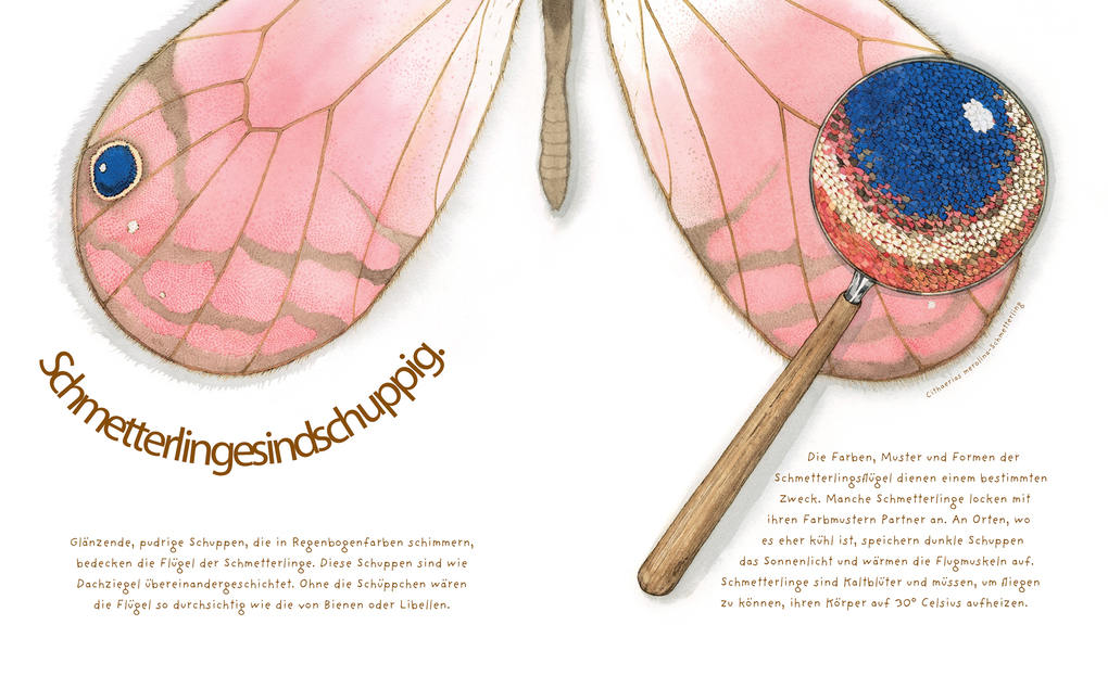 Weitere Ansicht: Das wundersame Leben der Schmetterlinge | Dianna Aston, Dianna Hutts Aston