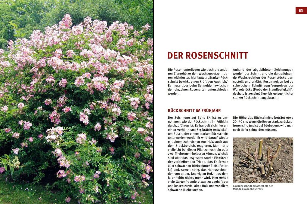 Weitere Ansicht: Hecken-, Strauch- und Obstbaumschnitt | Josef Vötsch, Wolfgang Weingerl