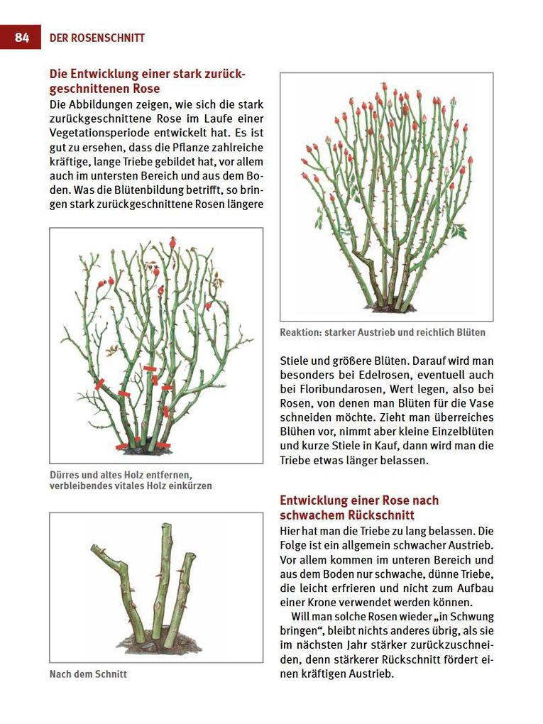 Weitere Ansicht: Hecken-, Strauch- und Obstbaumschnitt | Josef Vötsch, Wolfgang Weingerl