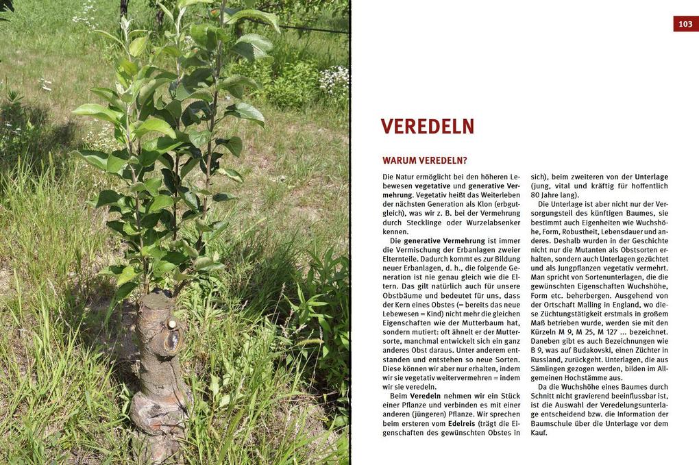 Weitere Ansicht: Hecken-, Strauch- und Obstbaumschnitt | Josef Vötsch, Wolfgang Weingerl