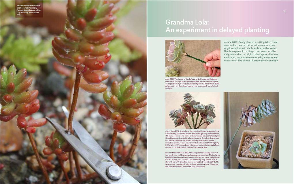 Weitere Ansicht: Designing with Succulents | Debra Lee Baldwin