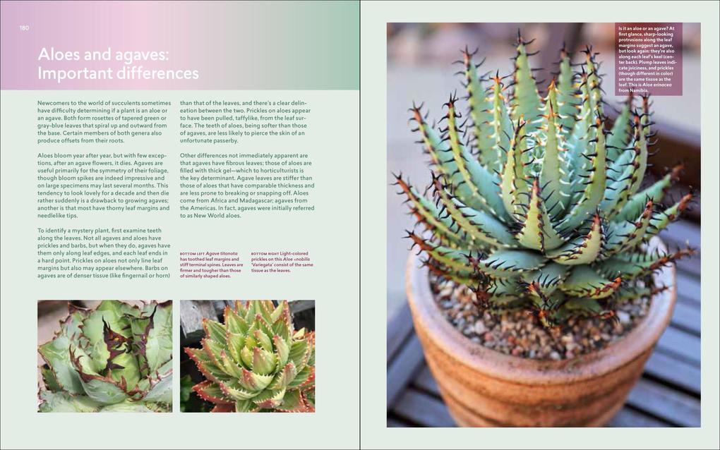 Weitere Ansicht: Designing with Succulents | Debra Lee Baldwin