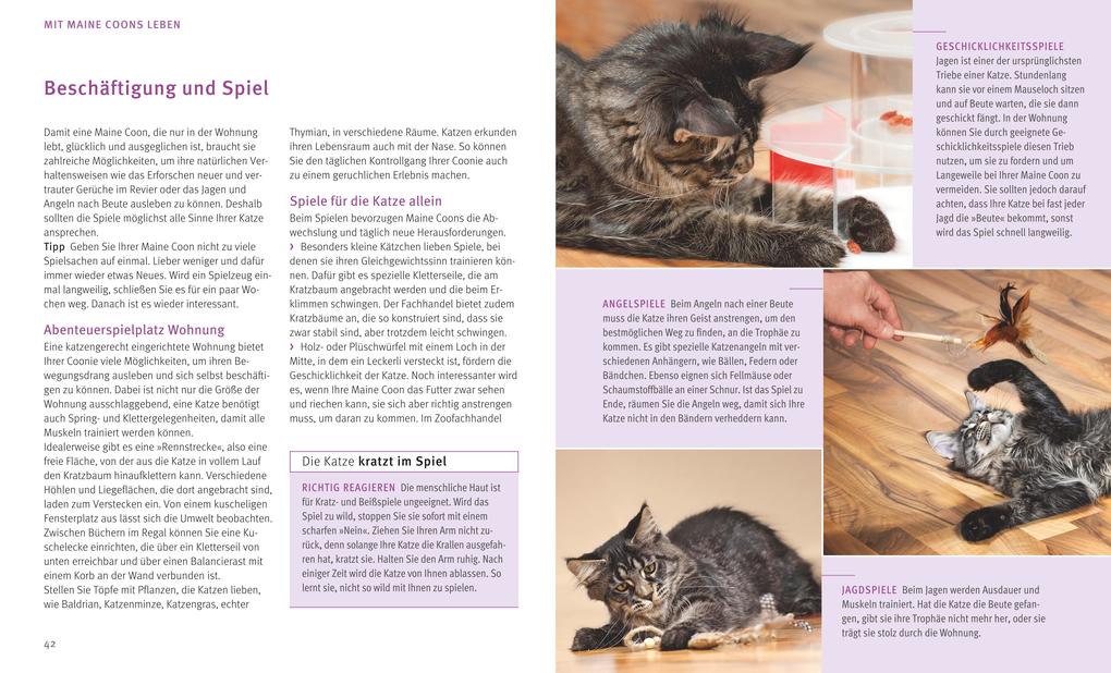 Weitere Ansicht: Maine Coon | Birgit Kieffer