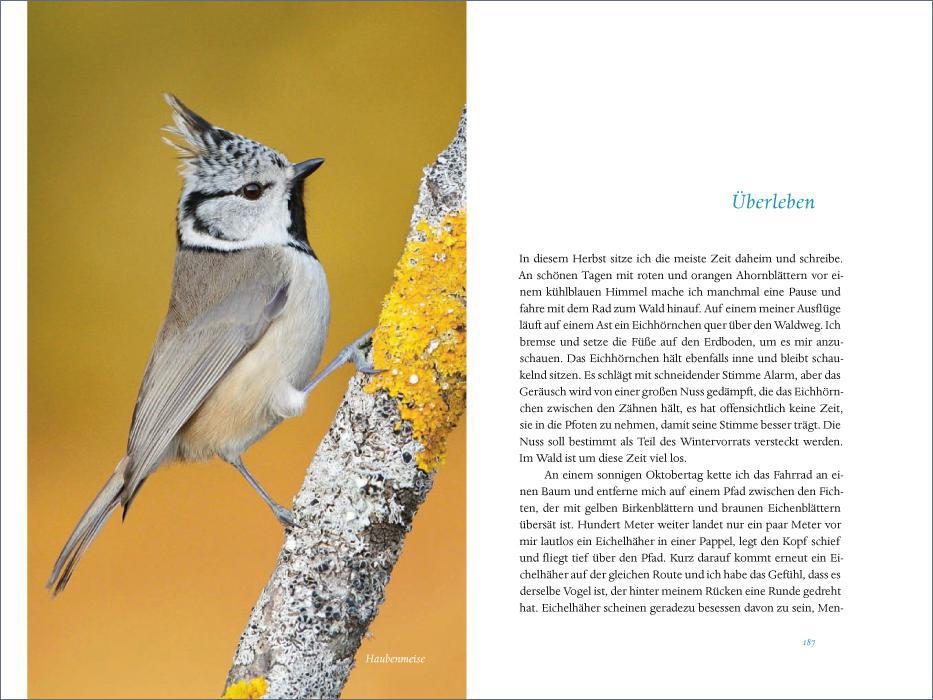 Weitere Ansicht: Das verborgene Leben der Meisen | Andreas Tjernshaugen