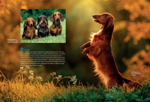 Weitere Ansicht: Entdecke die Hunde | Katja Krauß, Lina Köhler