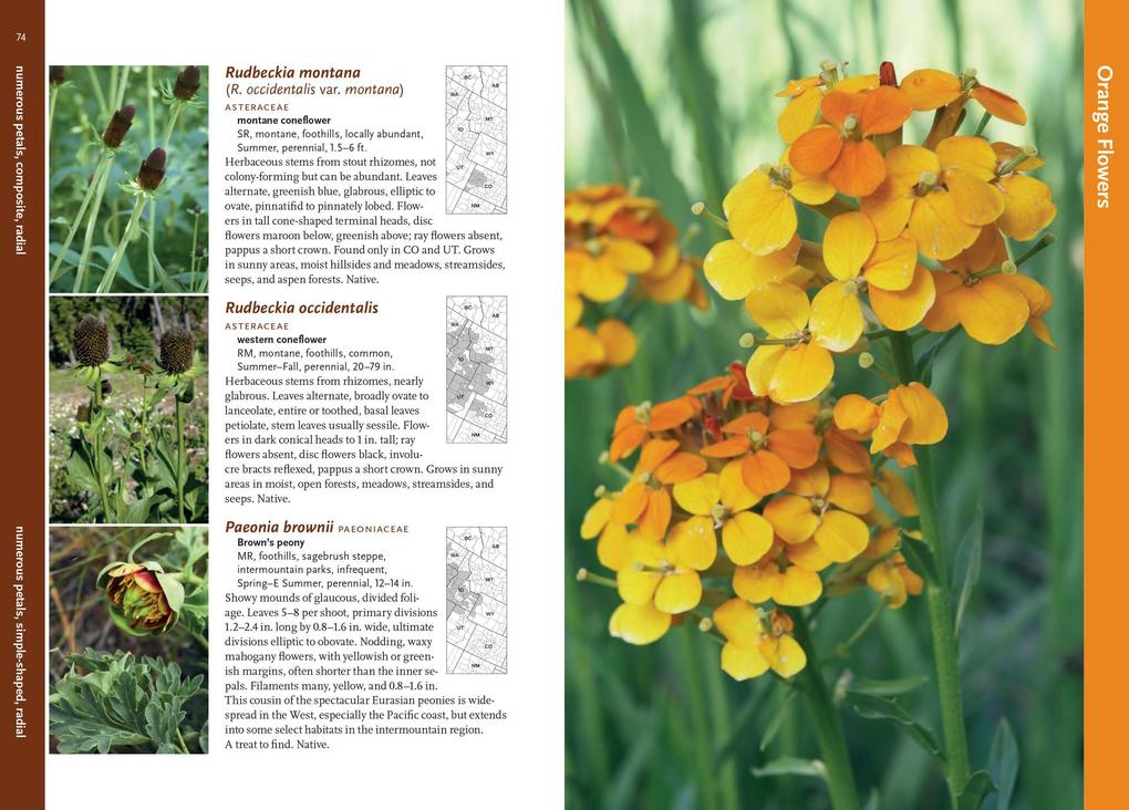 Weitere Ansicht: Wildflowers of the Rocky Mountain Region | Denver Botanic Gardens