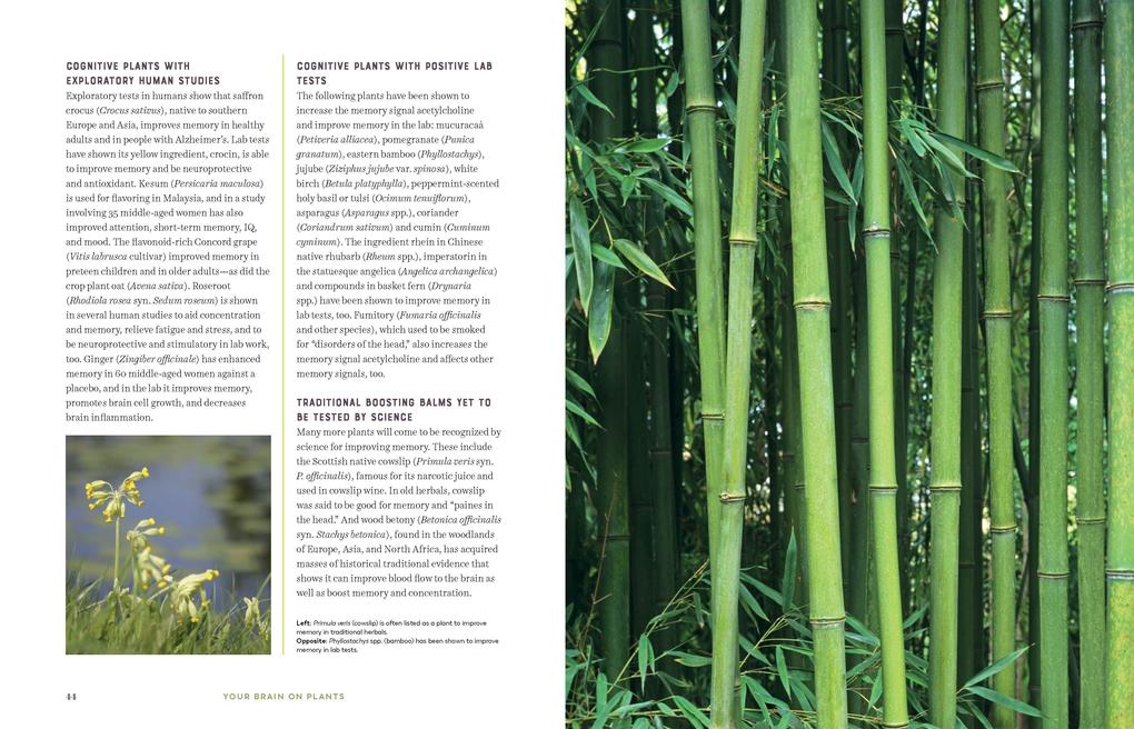 Weitere Ansicht: Your Brain on Plants | Nicolette Perry, Elaine Perry