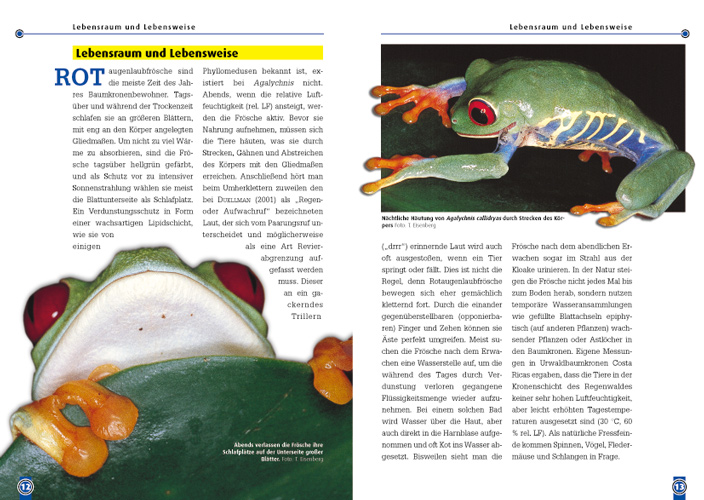 Weitere Ansicht: Der Rotaugenlaubfrosch | Tobias Eisenberg