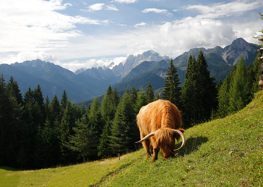 Weitere Ansicht: Der Geschmack der Berge | Susanne Schaber