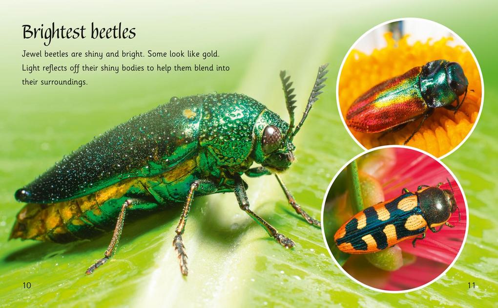 Weitere Ansicht: Beetles Around the World | Sally Morgan