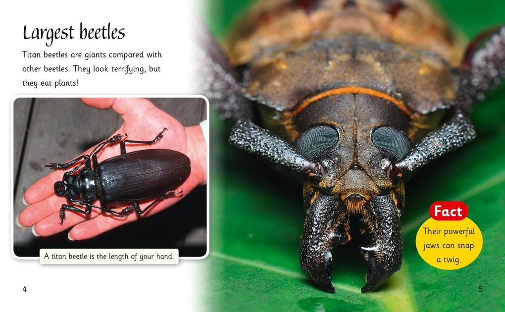 Weitere Ansicht: Beetles Around the World | Sally Morgan