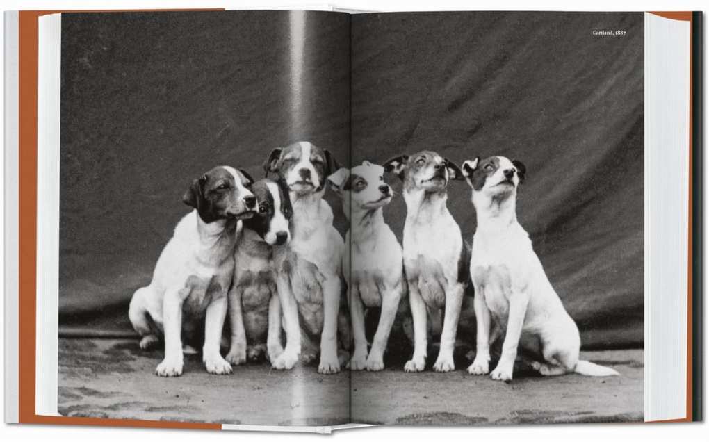 Weitere Ansicht: The Dog in Photography 1839-Today | Raymond Merritt
