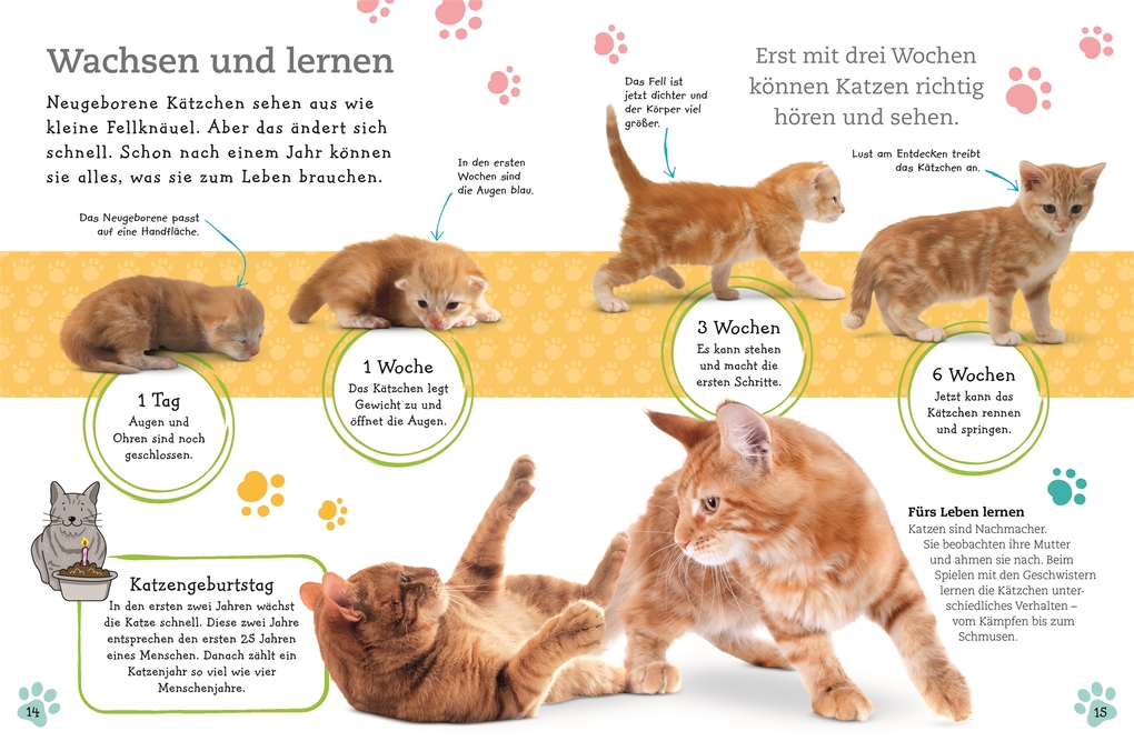 Weitere Ansicht: Alles über deine Katze
