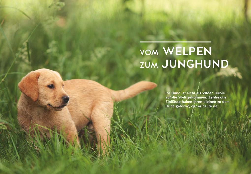 Weitere Ansicht: Wenn der Welpe zum halbstarken Hund wird | Uwe Borchert, Sophie Strodtbeck