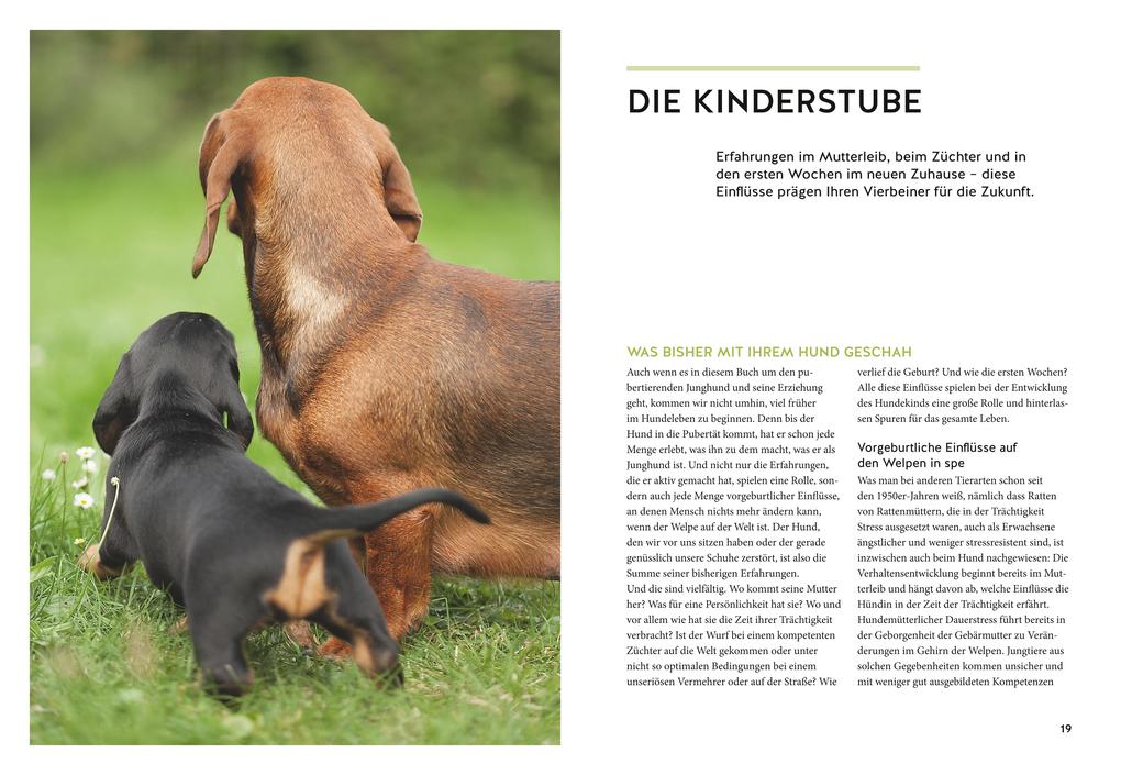 Weitere Ansicht: Wenn der Welpe zum halbstarken Hund wird | Uwe Borchert, Sophie Strodtbeck