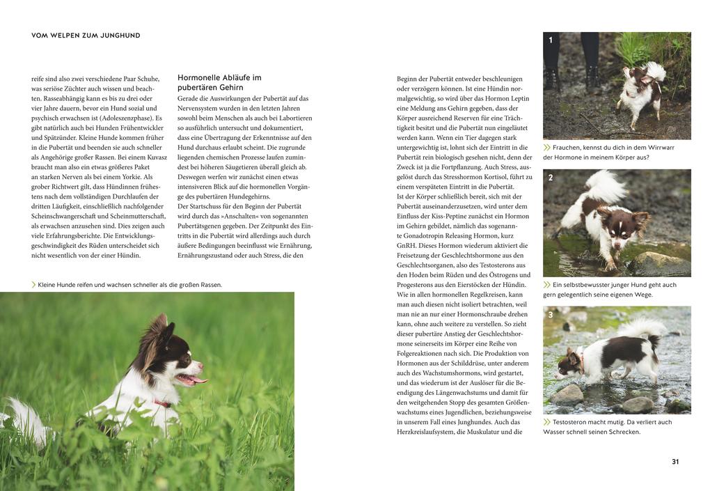 Weitere Ansicht: Wenn der Welpe zum halbstarken Hund wird | Uwe Borchert, Sophie Strodtbeck