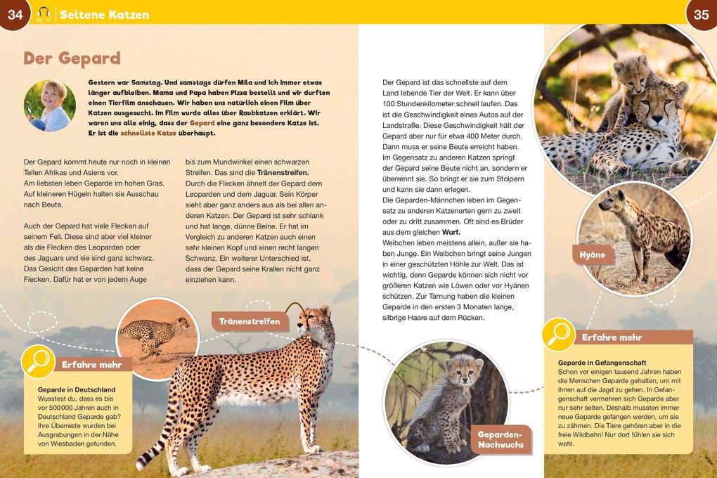 Weitere Ansicht: Leselauscher Wissen: Raubkatzen (inkl. CD) | Aileen van Lipzig