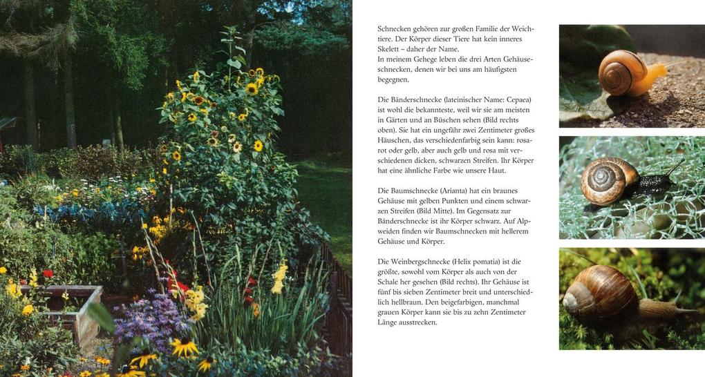 Weitere Ansicht: Schneckenleben | Theres Buholzer