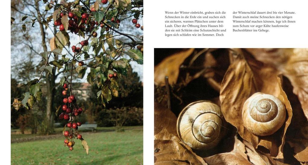 Weitere Ansicht: Schneckenleben | Theres Buholzer