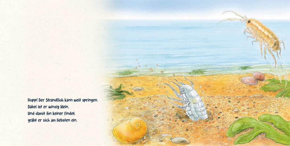 Weitere Ansicht: Guck mal tief ins Meer | Lisa Apfelbacher, Regina Schwarz