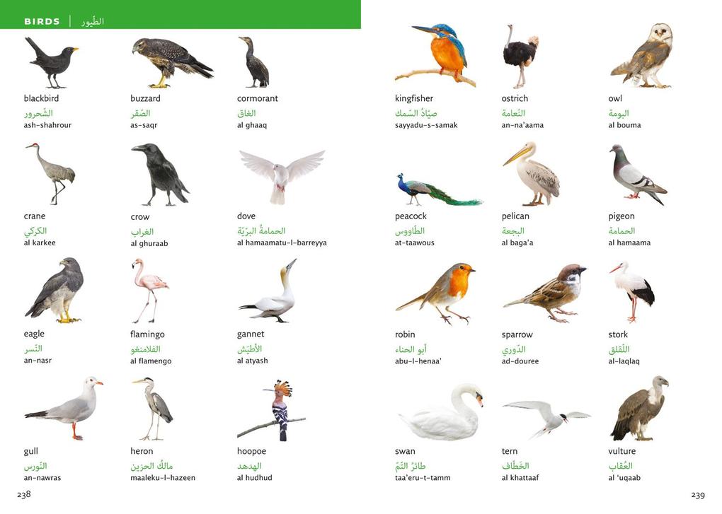 Weitere Ansicht: Collins Arabic Visual Dictionary | Collins Dictionaries