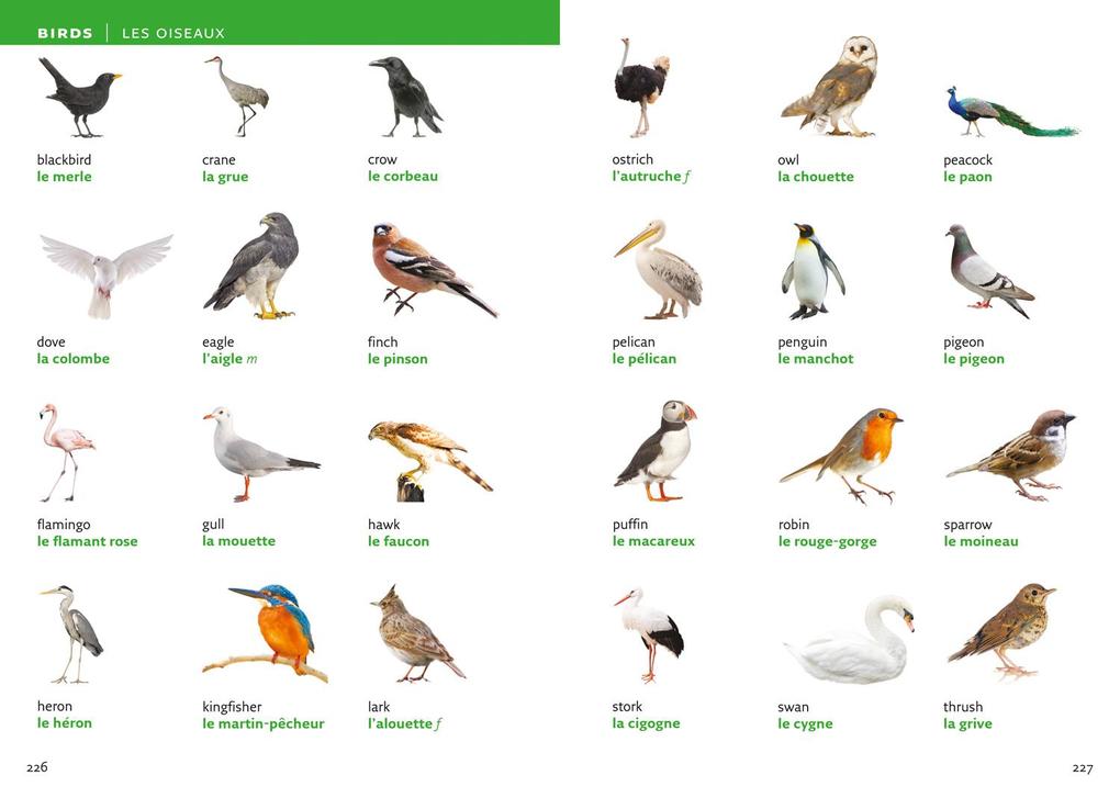 Weitere Ansicht: French Visual Dictionary | Collins Dictionaries