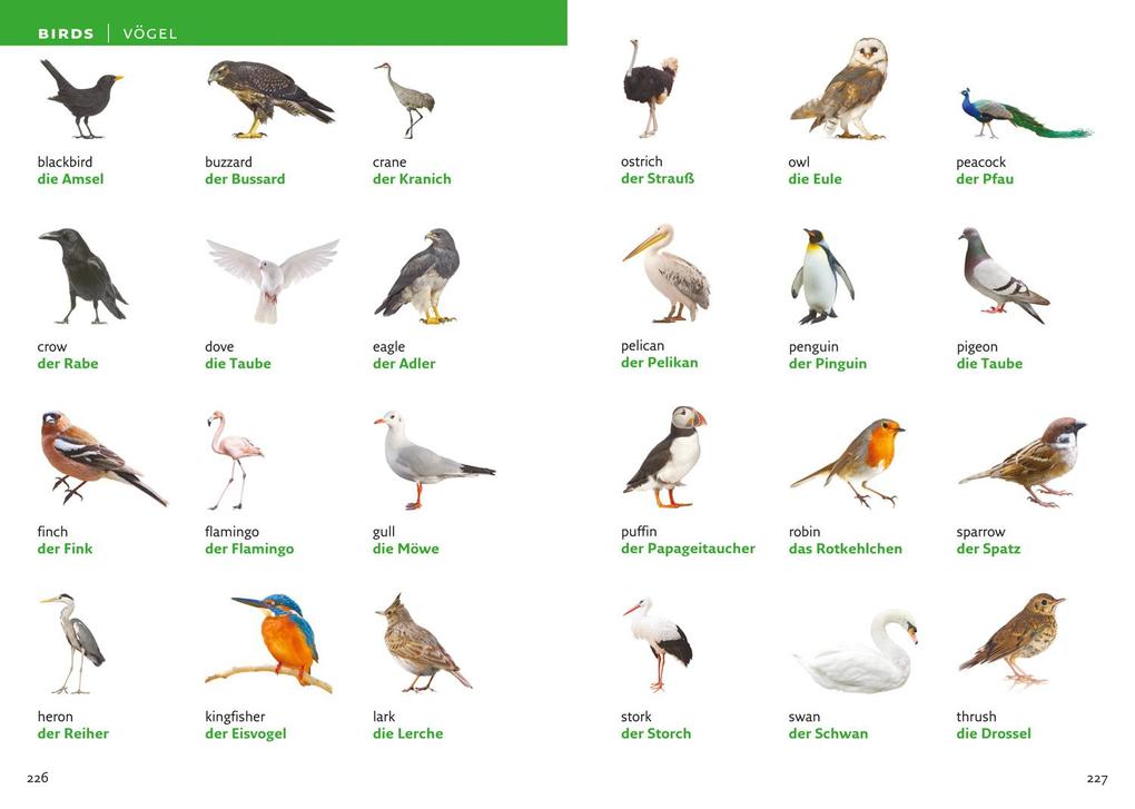 Weitere Ansicht: Collins German Visual Dictionary | Collins Dictionaries