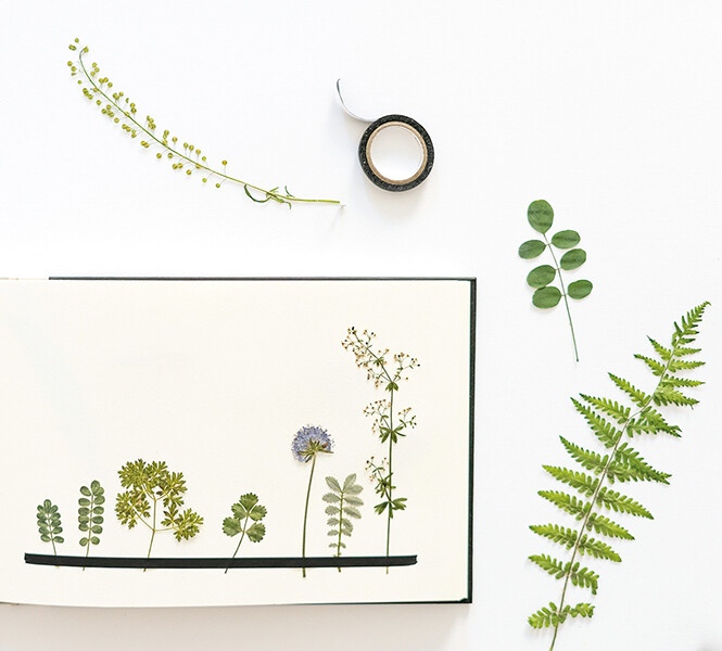 Weitere Ansicht: Veilchen, Farn & Ringelblumen | Kathrin Bender