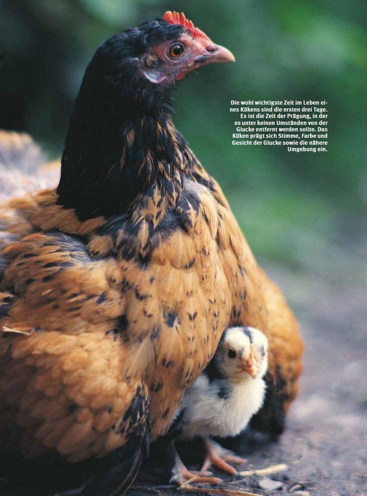 Weitere Ansicht: Das Hühnerbuch | Wolf-Dietmar Unterweger, Philipp Unterweger