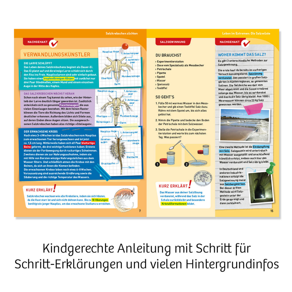 Weitere Ansicht: Salzkrebse