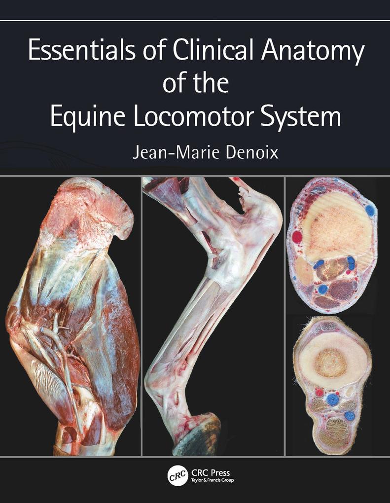 Produktbild: Essentials of Clinical Anatomy of the Equine Locomotor System | Jean-Marie Denoix