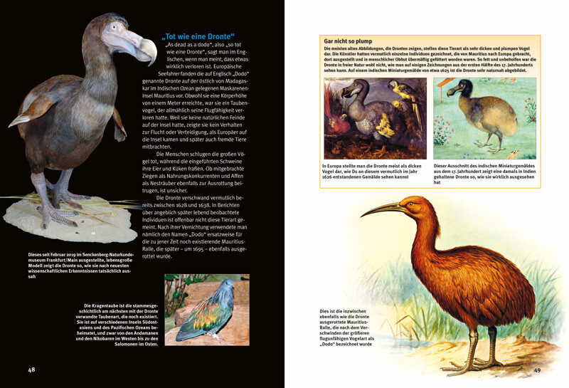 Weitere Ansicht: Entdecke Dodo, Beutelwolf & Co | Edwin Antonius