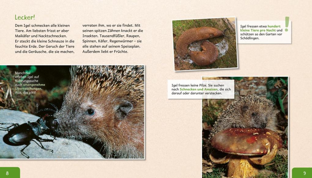 Weitere Ansicht: Meine große Tierbibliothek: Der Igel | Valérie Tracqui