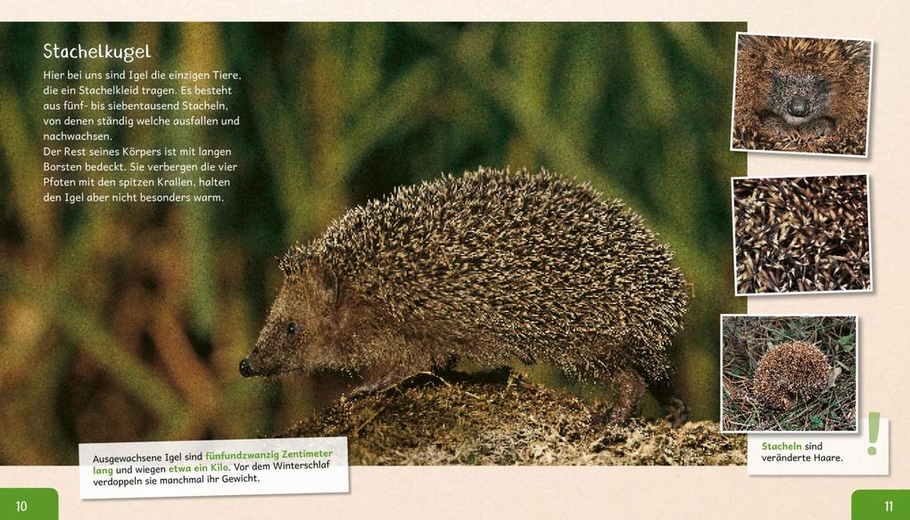 Weitere Ansicht: Meine große Tierbibliothek: Der Igel | Valérie Tracqui