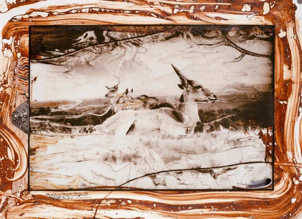 Weitere Ansicht: Peter Beard | Owen Edwards, Steven M. L. Aronson