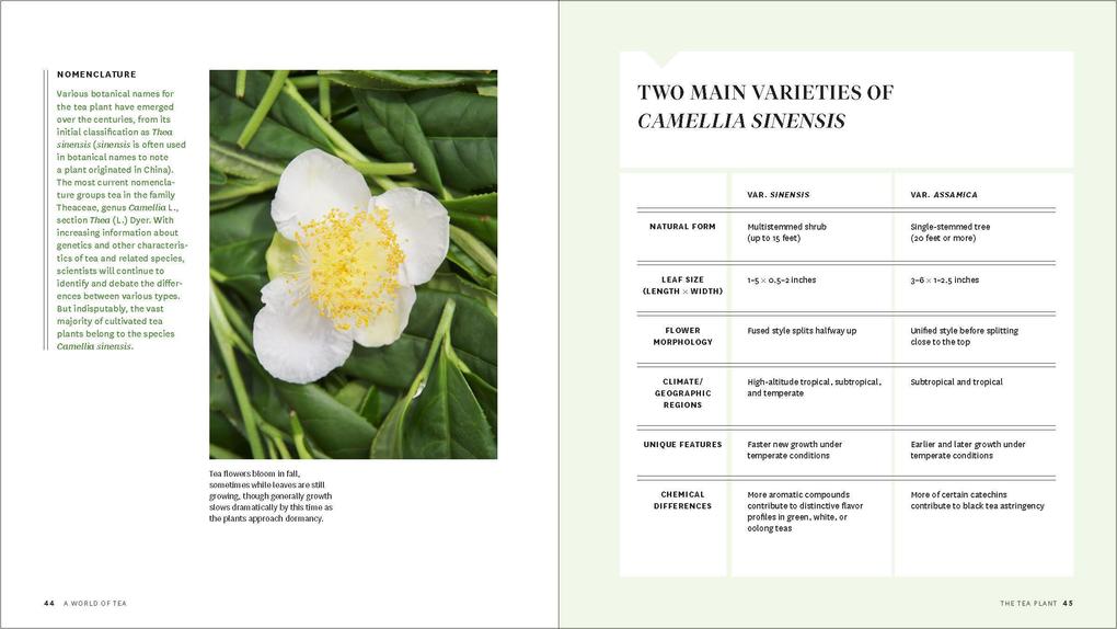 Weitere Ansicht: Grow Your Own Tea | Christine Parks, Susan M Walcott