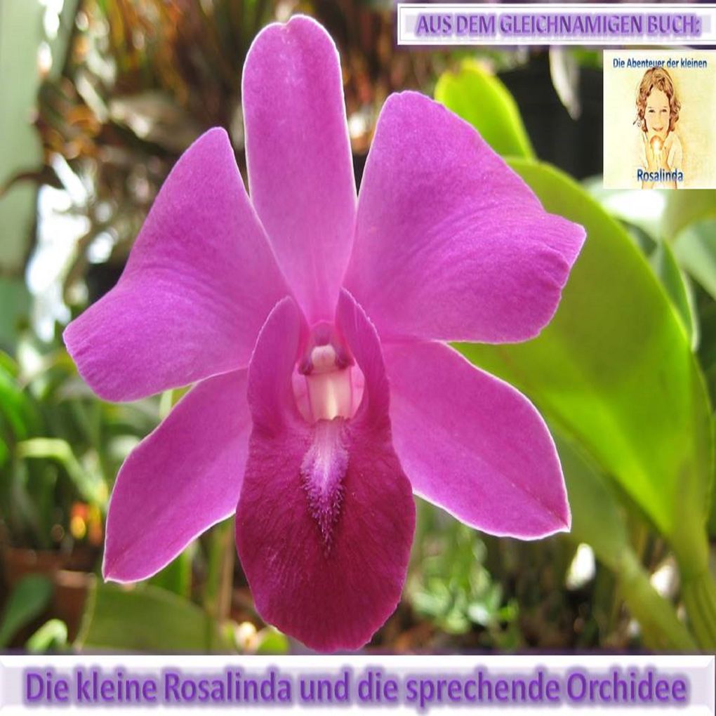Produktbild: Rosalinda und die sprechende Orchidee | Monika Schuberth