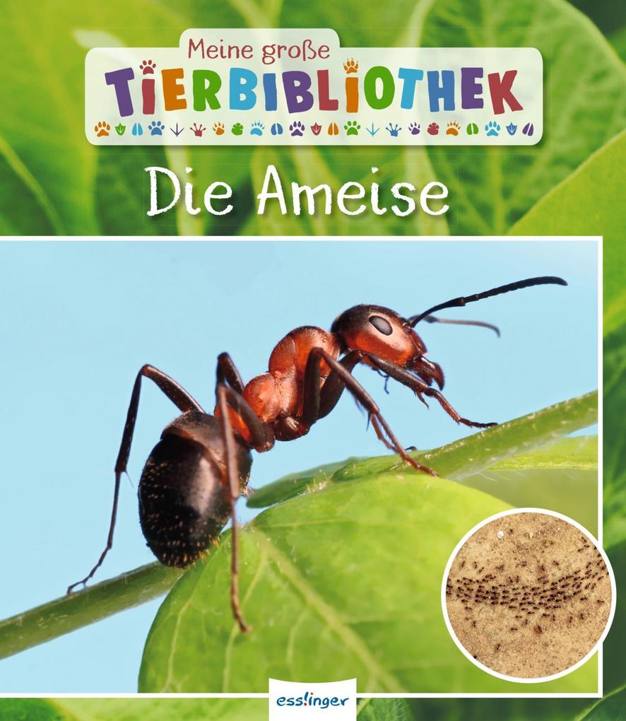 Produktbild: Meine große Tierbibliothek: Die Ameise | Axel Gutjahr