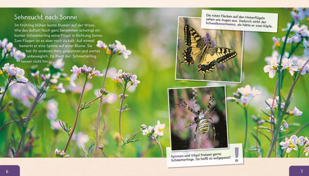 Weitere Ansicht: Meine große Tierbibliothek: Der Schmetterling | Valérie Tracqui