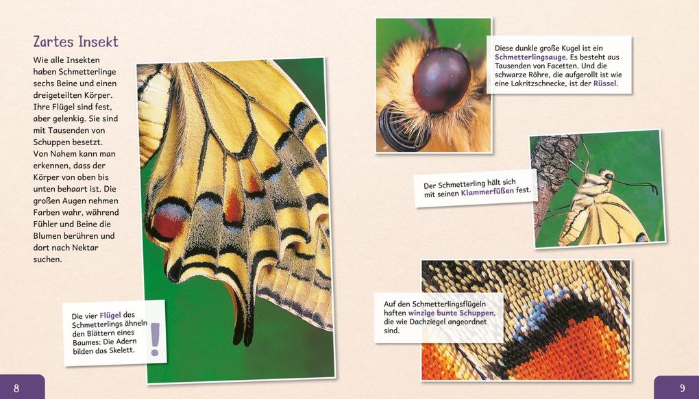 Weitere Ansicht: Meine große Tierbibliothek: Der Schmetterling | Valérie Tracqui