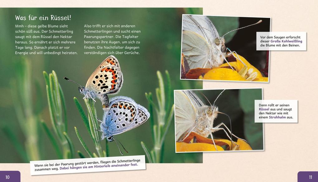 Weitere Ansicht: Meine große Tierbibliothek: Der Schmetterling | Valérie Tracqui