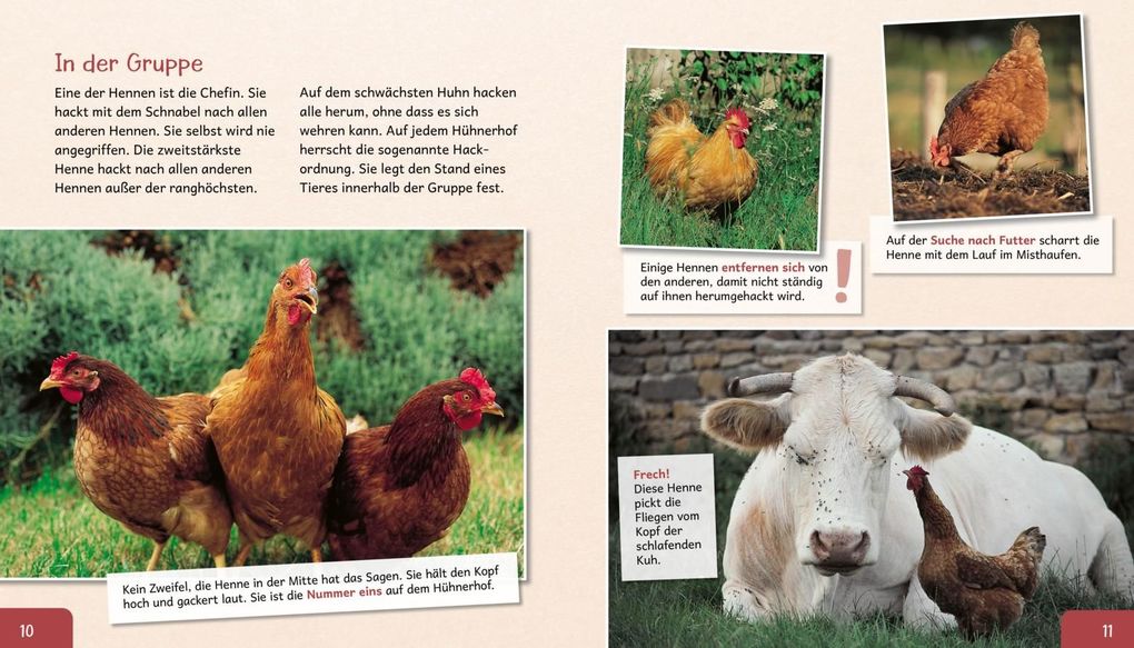 Weitere Ansicht: Meine große Tierbibliothek: Das Huhn | Christian Havard, Valérie Tracqui