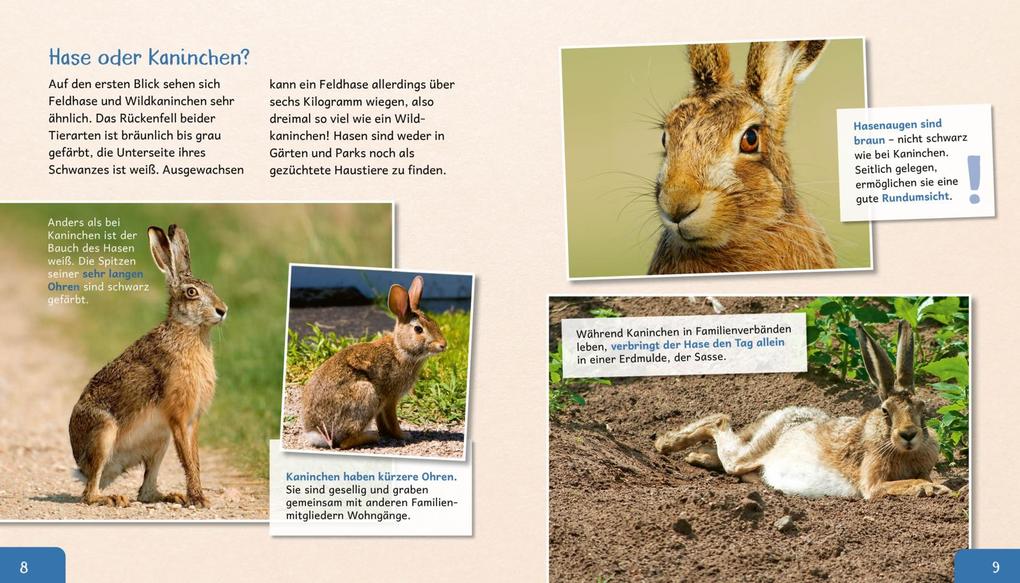 Weitere Ansicht: Meine große Tierbibliothek: Der Hase | Jens Poschadel