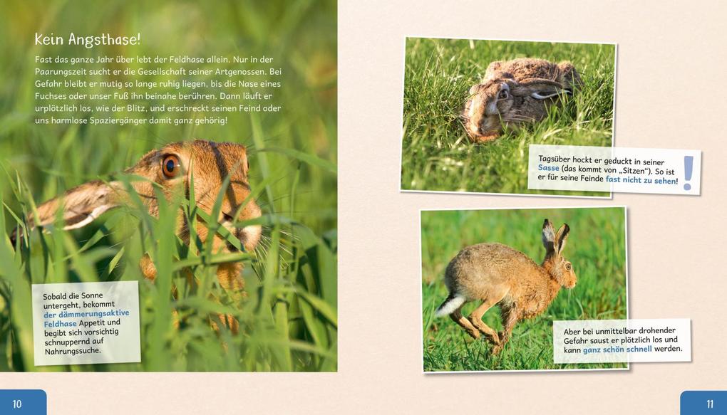 Weitere Ansicht: Meine große Tierbibliothek: Der Hase | Jens Poschadel