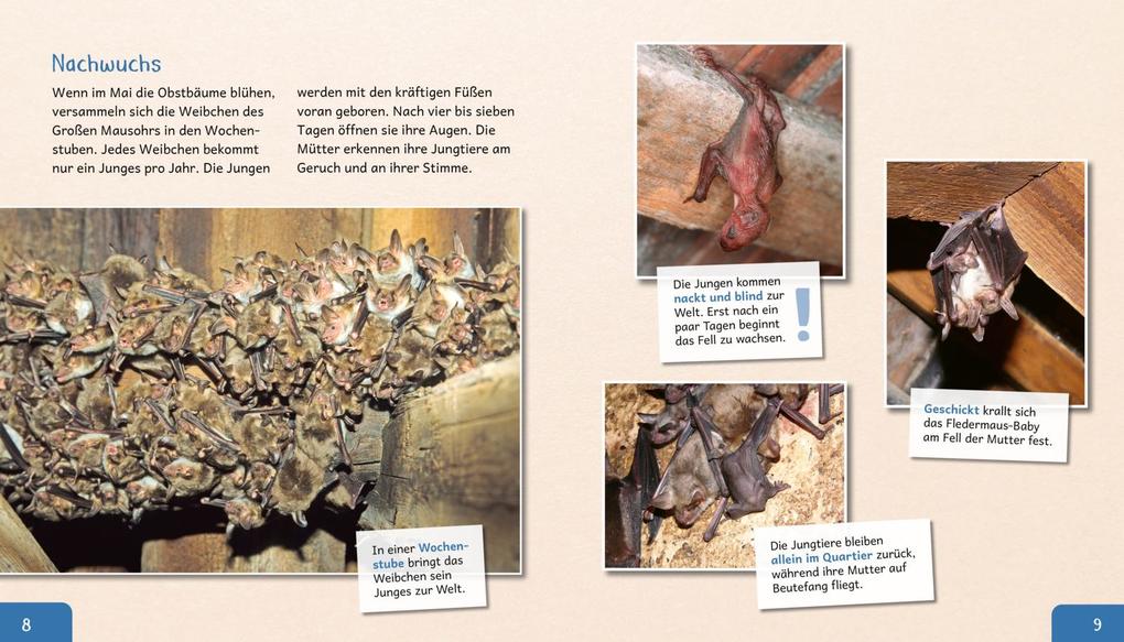 Weitere Ansicht: Meine große Tierbibliothek: Die Fledermaus | Jens Poschadel, Antje Möller