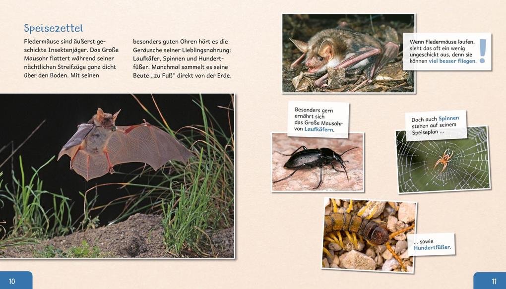 Weitere Ansicht: Meine große Tierbibliothek: Die Fledermaus | Jens Poschadel, Antje Möller