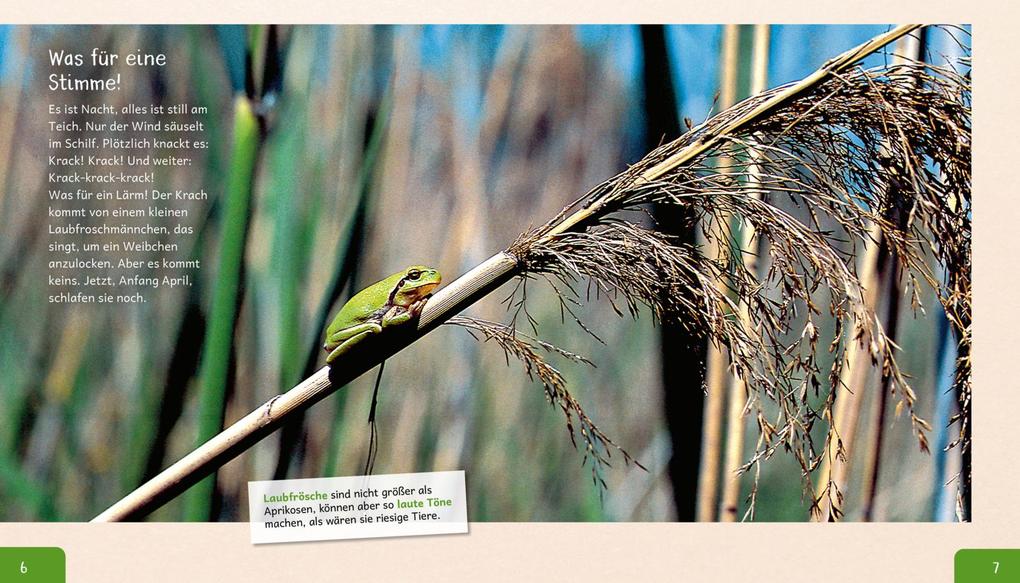 Weitere Ansicht: Meine große Tierbibliothek: Der Frosch | Paul Starosta