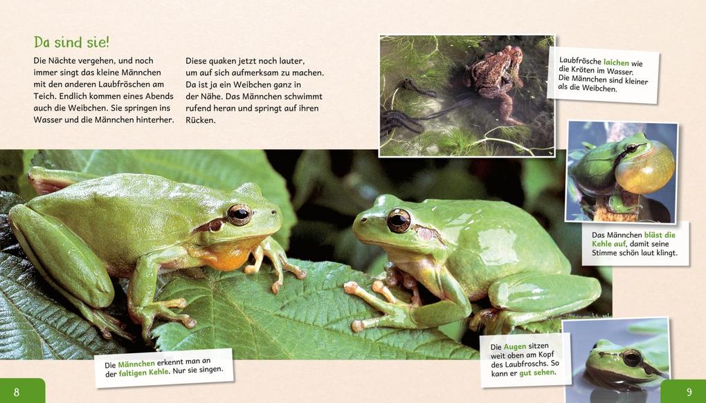 Weitere Ansicht: Meine große Tierbibliothek: Der Frosch | Paul Starosta